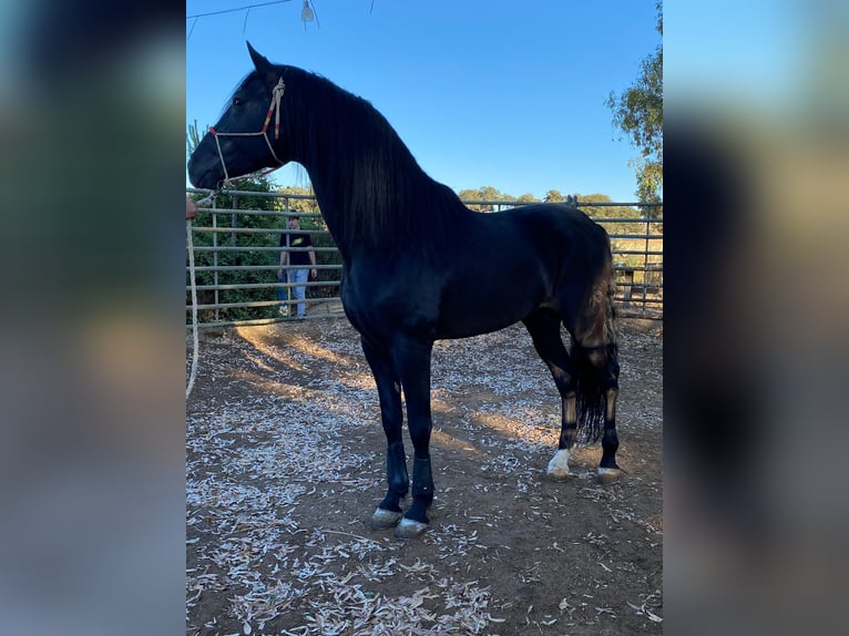 PRE Croisé Étalon 13 Ans 164 cm Noir in Talarrubias