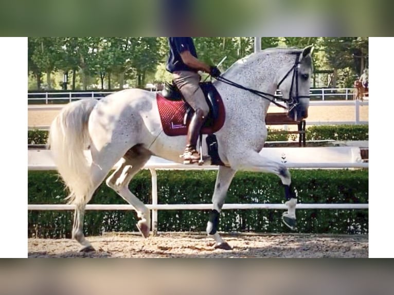 PRE Croisé Étalon 13 Ans 166 cm Gris in NAVAS DEL MADRONO