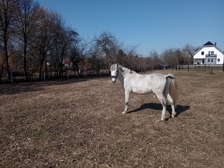 PRE Étalon 13 Ans 167 cm Gris moucheté in Szczepiatyn