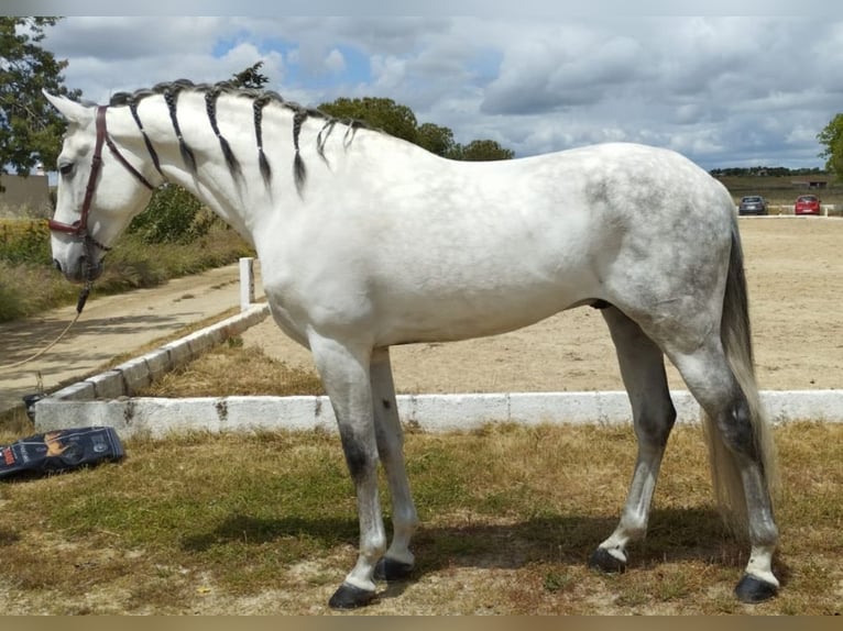 PRE Croisé Étalon 13 Ans 167 cm Gris pommelé in Martfeld