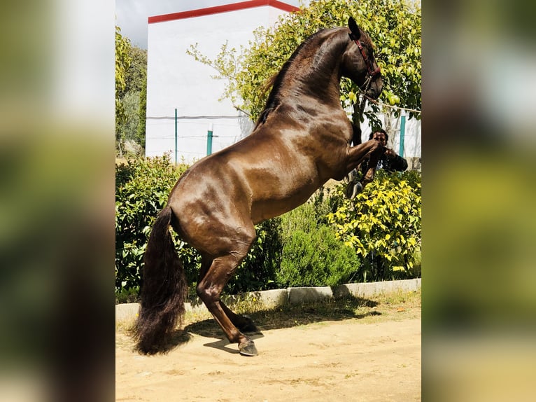 PRE Croisé Étalon 13 Ans 168 cm Alezan brûlé in Mejorada