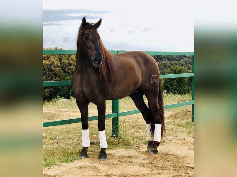 PRE Croisé Étalon 13 Ans 168 cm Alezan brûlé in Mejorada