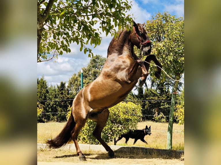 PRE Croisé Étalon 13 Ans 168 cm Alezan brûlé in Mejorada