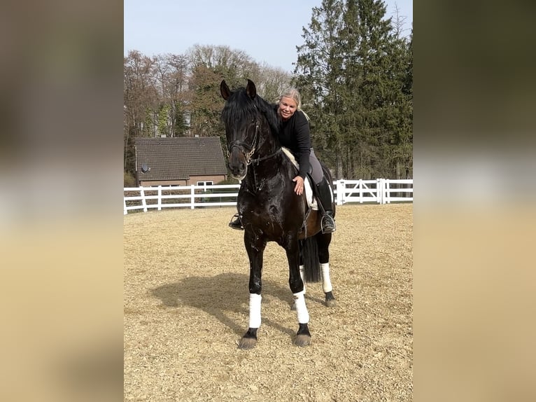 PRE Croisé Étalon 13 Ans 168 cm Noir in Niederkrüchten