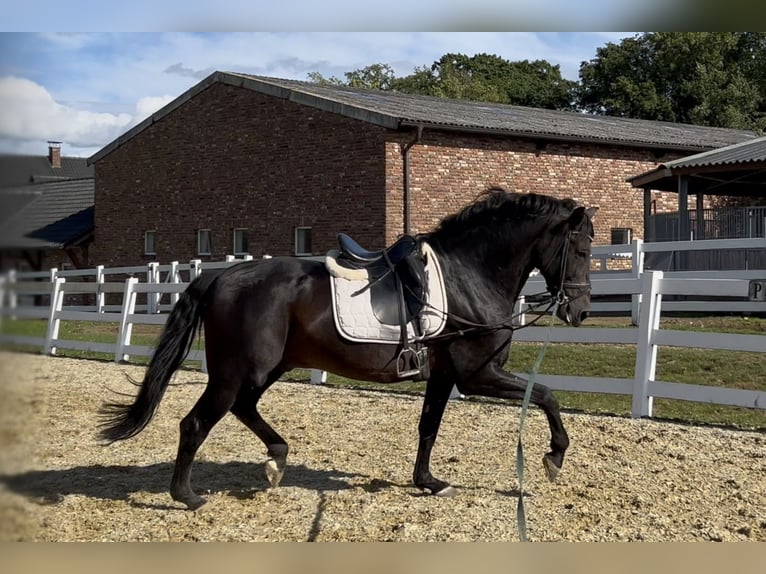 PRE Croisé Étalon 13 Ans 168 cm Noir in Niederkrüchten