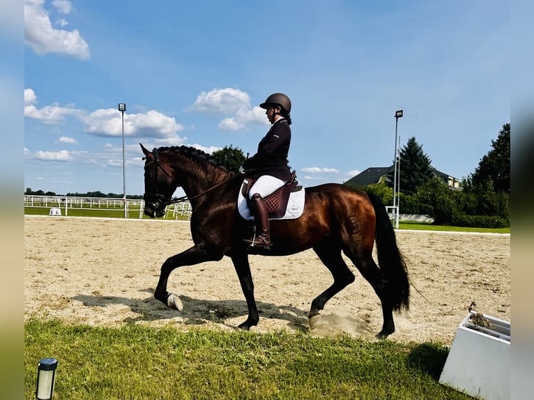 PRE Étalon 13 Ans 169 cm Bai brun in Fischamemd