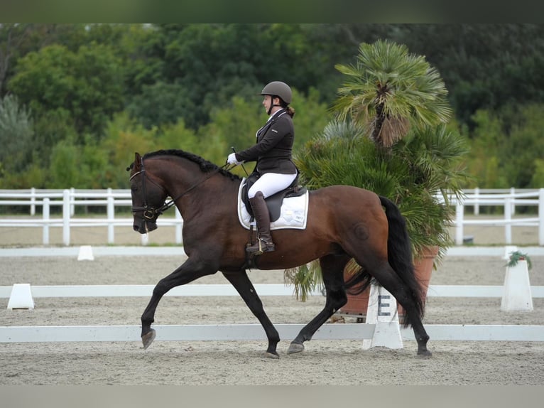 PRE Étalon 13 Ans 169 cm Bai brun in Fischamemd