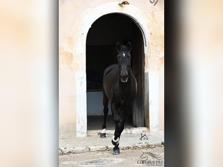 PRE Étalon 13 Ans 171 cm Bai in Mallorca