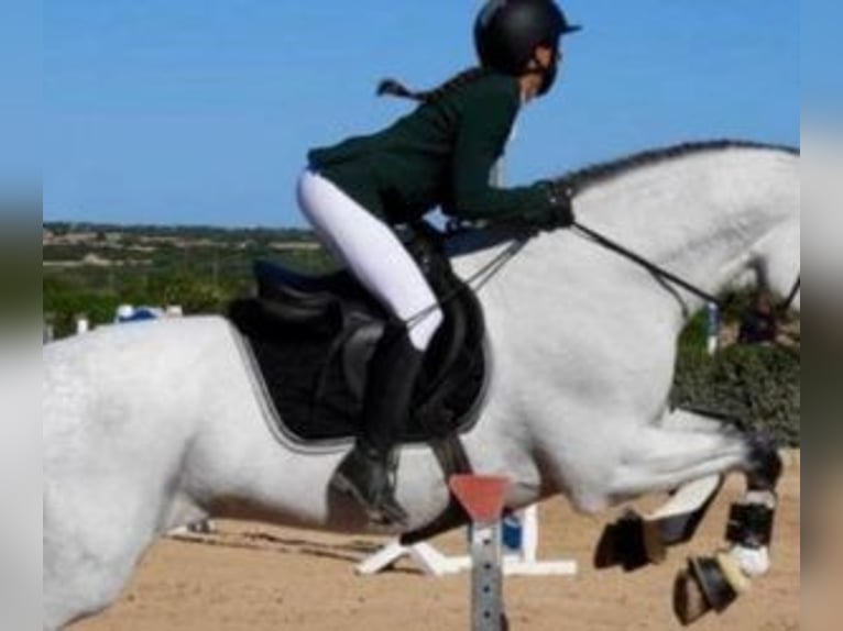 PRE Croisé Étalon 13 Ans 174 cm Gris in Alicante/Alacant