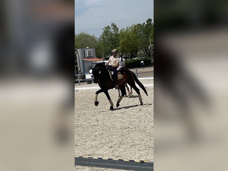 PRE Croisé Étalon 13 Ans 180 cm Bai brun in Valencia