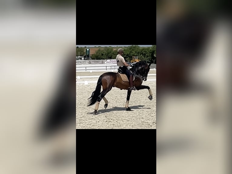 PRE Croisé Étalon 13 Ans 180 cm Bai brun in Valencia