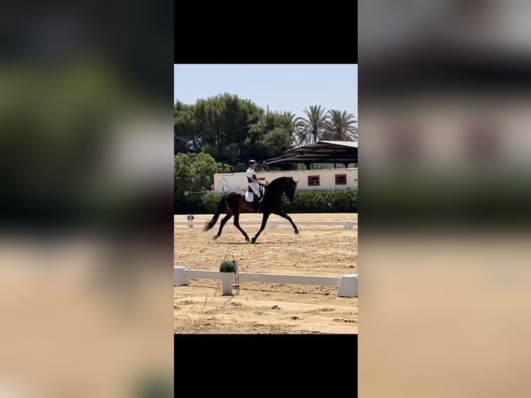 PRE Croisé Étalon 13 Ans 180 cm Bai brun in Valencia