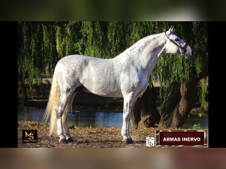 PRE Étalon 13 Ans Gris in Madera