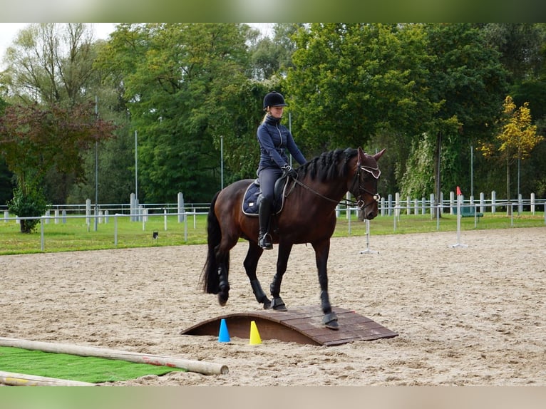 PRE Étalon 14 Ans 160 cm Bai in Roßdorf