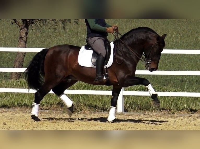 PRE Croisé Étalon 14 Ans 162 cm Bai in Malaga