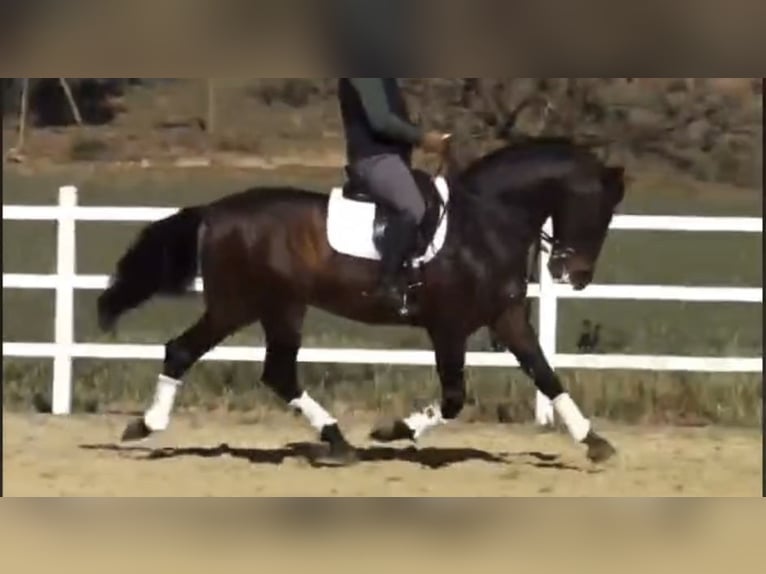 PRE Croisé Étalon 14 Ans 162 cm Bai in Malaga