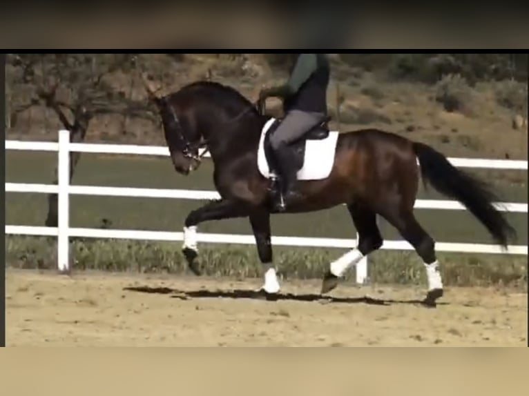 PRE Croisé Étalon 14 Ans 162 cm Bai in Malaga