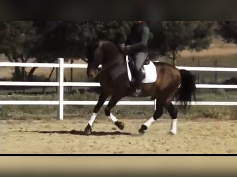 PRE Croisé Étalon 14 Ans 162 cm Bai in Malaga