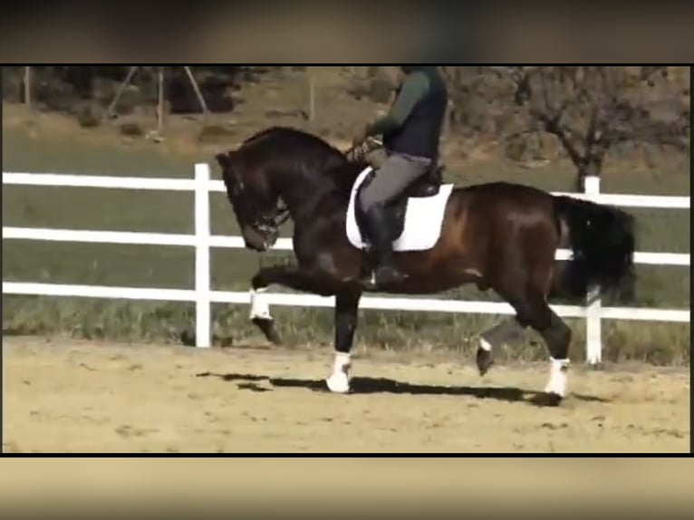 PRE Croisé Étalon 14 Ans 162 cm Bai in Malaga