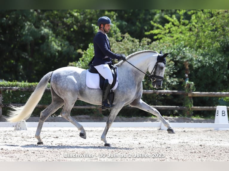 PRE Étalon 14 Ans 162 cm Blanc in STRASBOURG