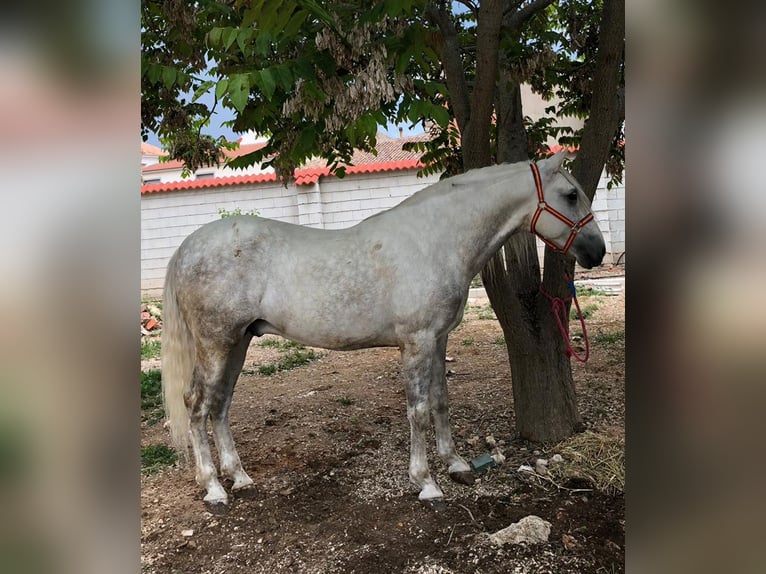 PRE Croisé Étalon 14 Ans 164 cm Gris in Madrid