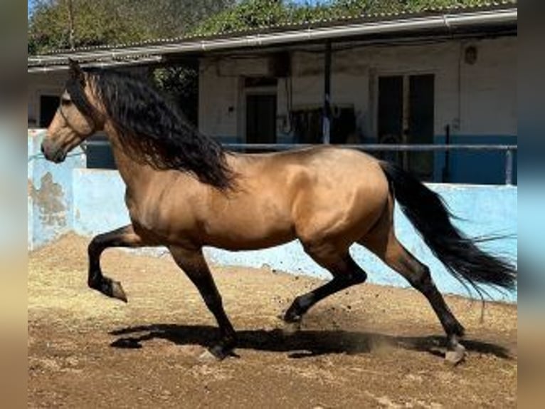 PRE Croisé Étalon 14 Ans 164 cm Overo-toutes couleurs in Alicante/Alacant