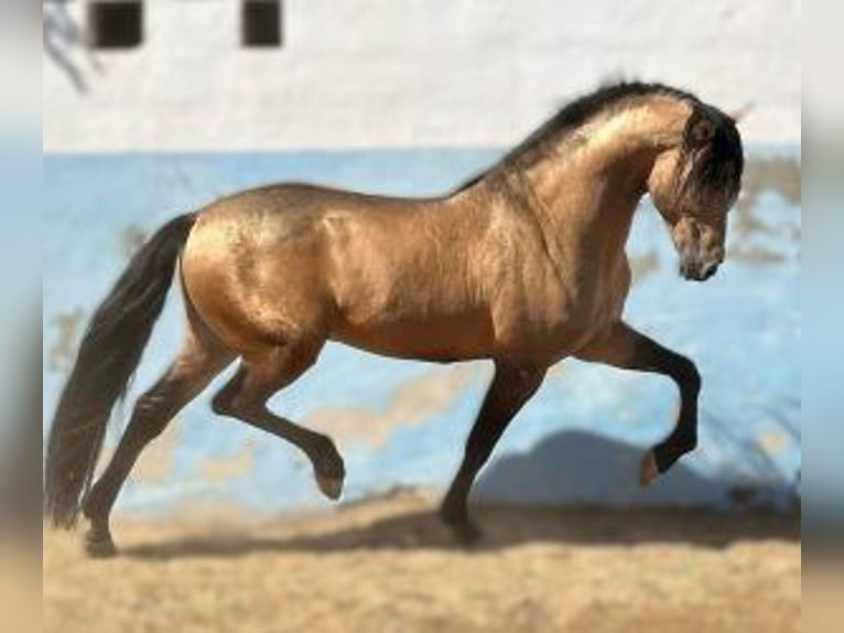 PRE Croisé Étalon 14 Ans 164 cm Overo-toutes couleurs in Alicante/Alacant