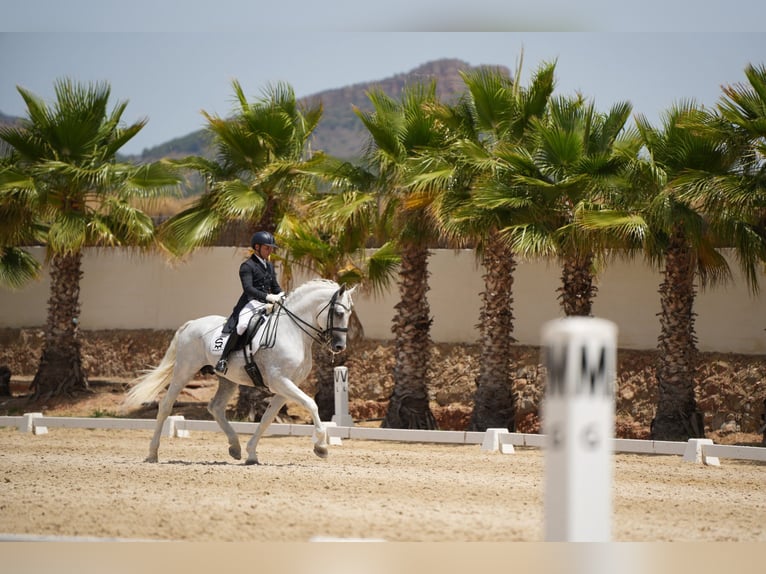 PRE Étalon 14 Ans 165 cm Gris in Pedralba
