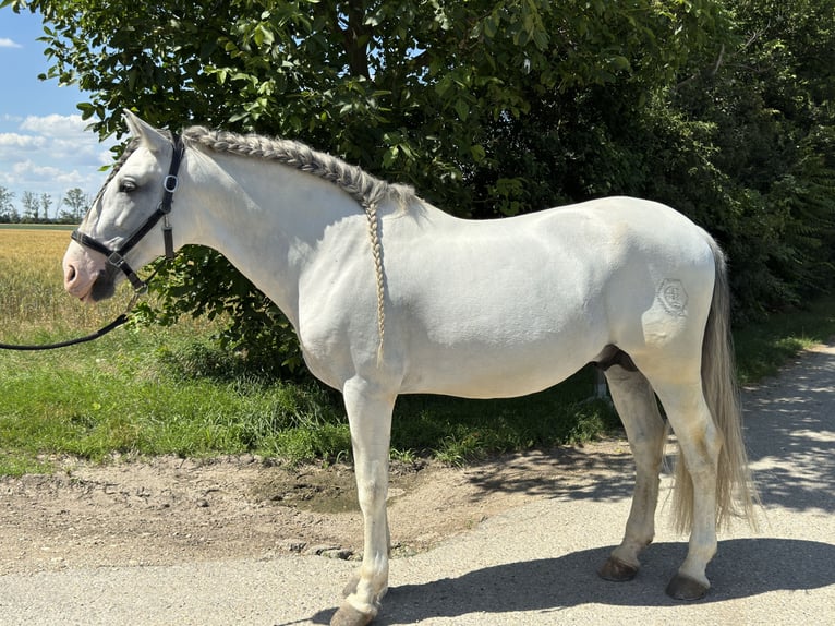 PRE Étalon 14 Ans 166 cm Gris in Groß Enzersdorf