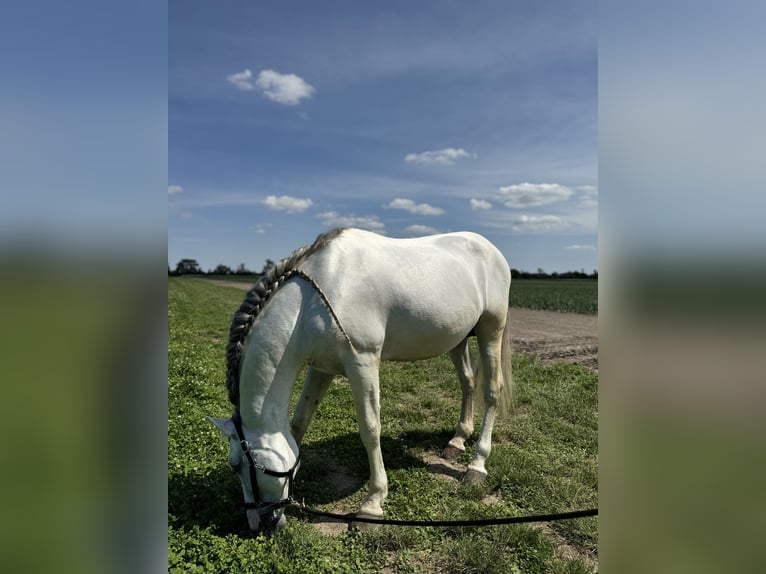 PRE Étalon 14 Ans 166 cm Gris in Groß Enzersdorf