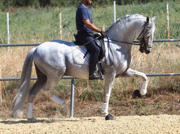 PRE Croisé Étalon 14 Ans 167 cm Gris in NAVAS DEL MADRONO