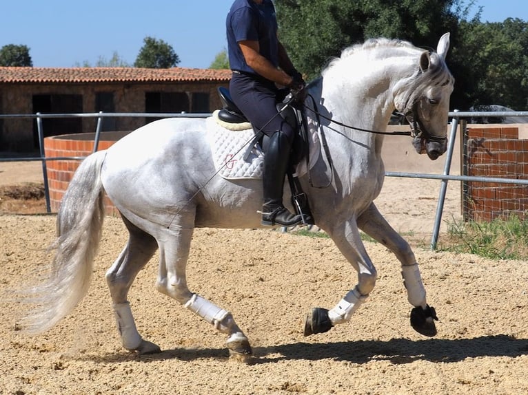 PRE Croisé Étalon 14 Ans 167 cm Gris in NAVAS DEL MADRONO