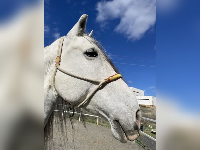 PRE Croisé Étalon 14 Ans 167 cm Gris in Numancia De La Sagra