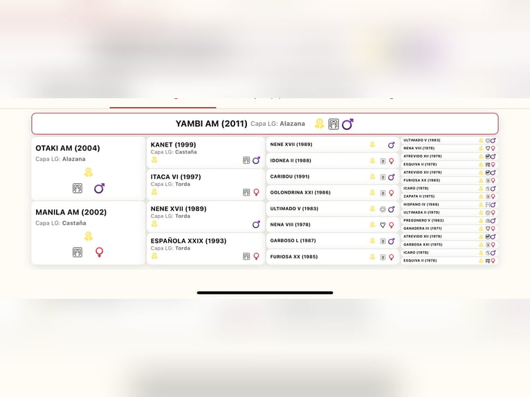 PRE Croisé Étalon 14 Ans 168 cm Alezan brûlé in Mejorada