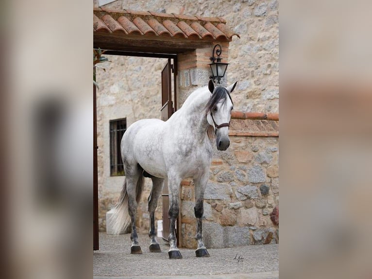 PRE Étalon 14 Ans 170 cm Gris in Pedroche