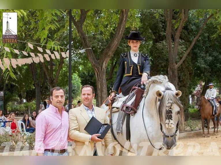 PRE Croisé Étalon 14 Ans 170 cm Gris pommelé in Martfeld