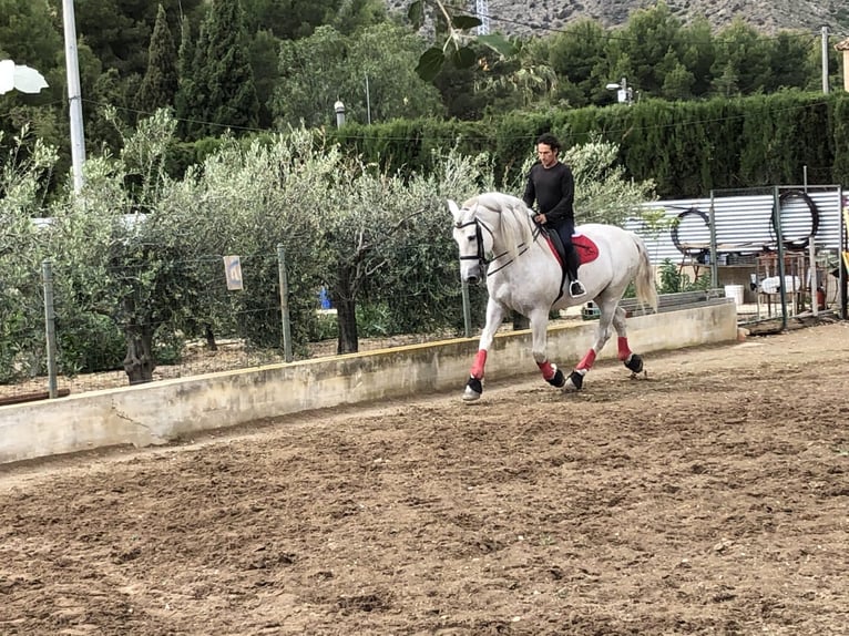 PRE Croisé Étalon 14 Ans 170 cm Gris pommelé in Martfeld