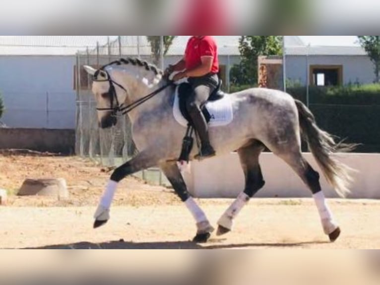 PRE Étalon 14 Ans 171 cm Gris in NAVAS DEL MADROÑO