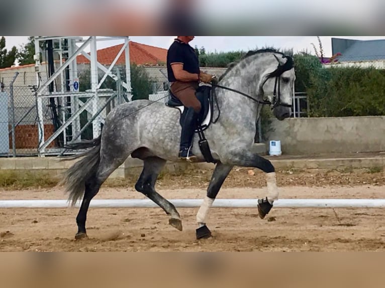 PRE Étalon 14 Ans 171 cm Gris in NAVAS DEL MADROÑO