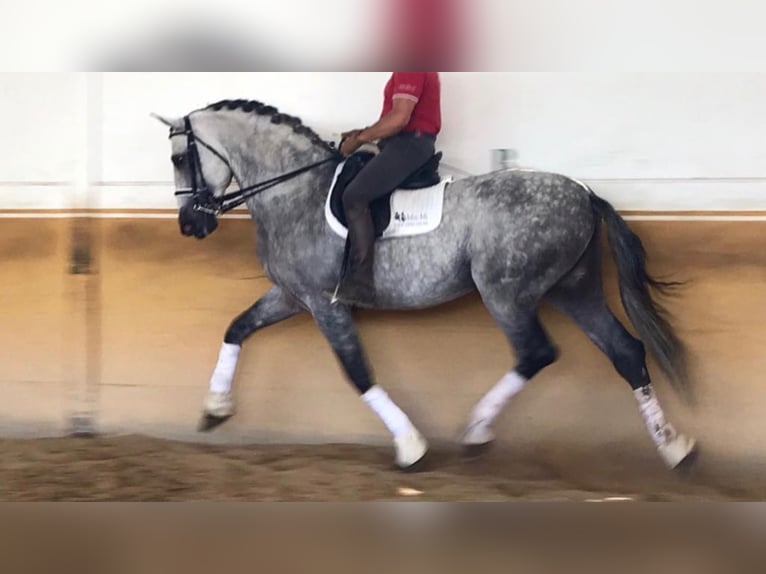 PRE Étalon 14 Ans 171 cm Gris in NAVAS DEL MADROÑO