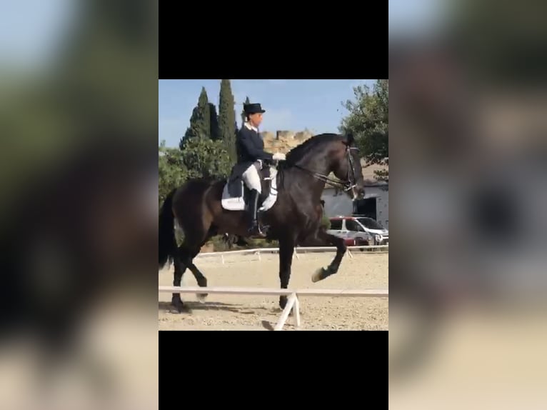 PRE Étalon 14 Ans 180 cm Bai brun in Valencia