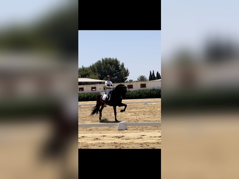 PRE Étalon 14 Ans 180 cm Bai brun in Valencia