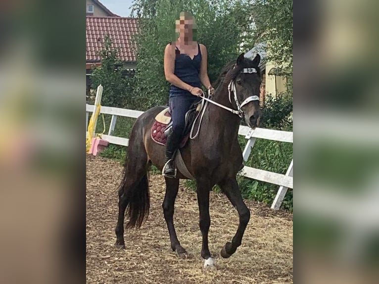 PRE Croisé Étalon 15 Ans 158 cm Bai brun in Lubmin