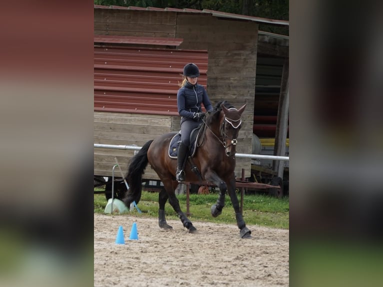 PRE Étalon 15 Ans 160 cm Bai brun in Roßdorf