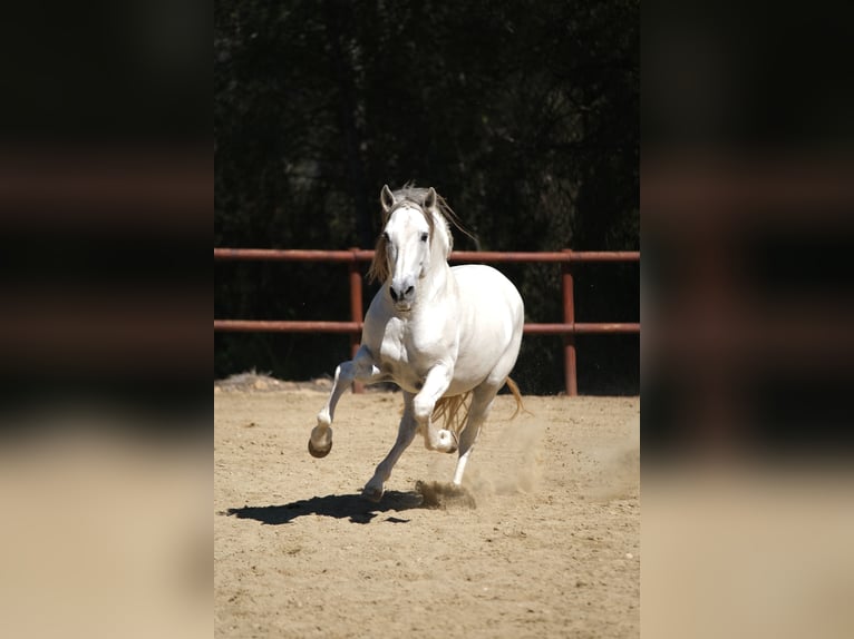 PRE Croisé Étalon 15 Ans 160 cm Gris in Hamburg