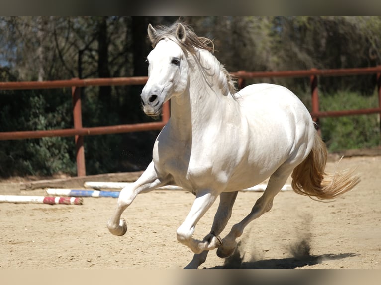 PRE Croisé Étalon 15 Ans 160 cm Gris in Hamburg