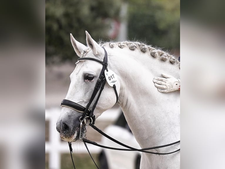 PRE Étalon 15 Ans 160 cm Gris in Talavera De La Reina