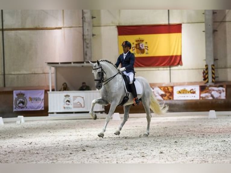 PRE Étalon 15 Ans 160 cm Gris in Talavera De La Reina