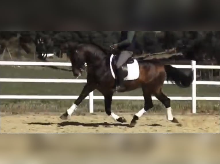 PRE Croisé Étalon 15 Ans 162 cm Bai in Malaga