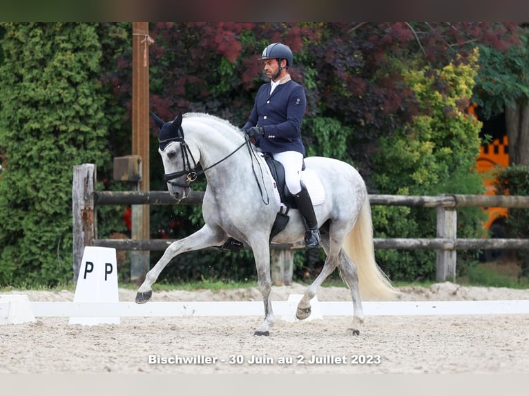 PRE Étalon 15 Ans 162 cm Blanc in Bas Rhin